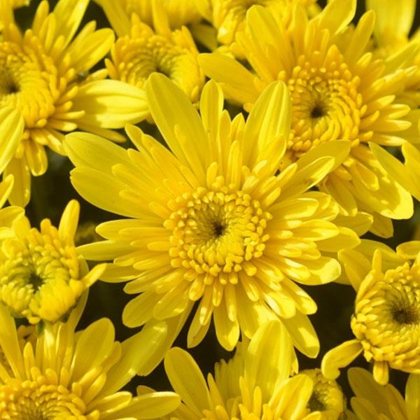 Avalon Sunny Yellow