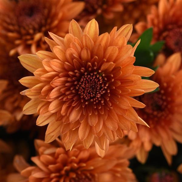 Blazing Orange