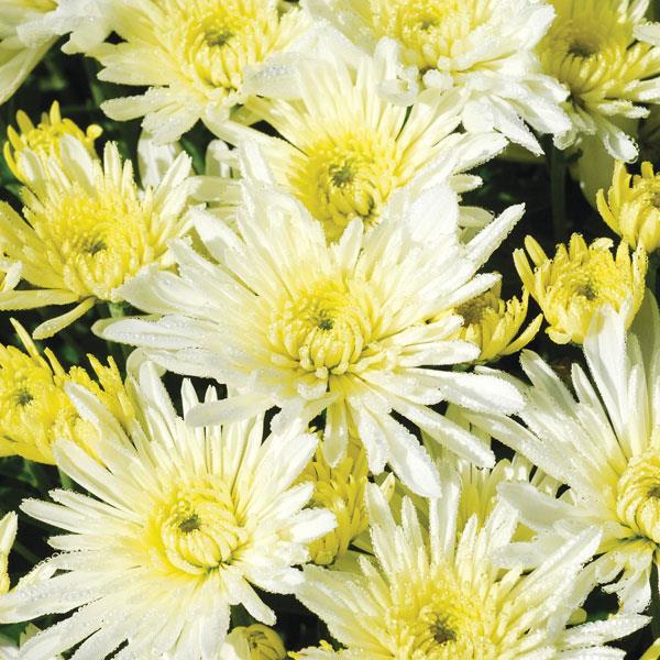 Starburst White