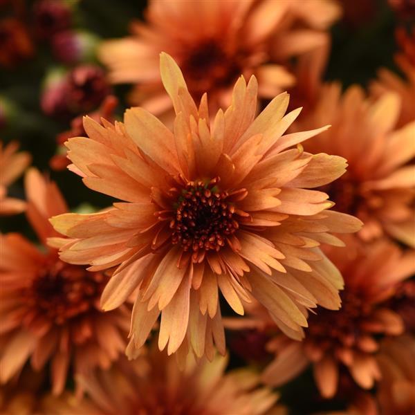 Carousel Glimmer Orange