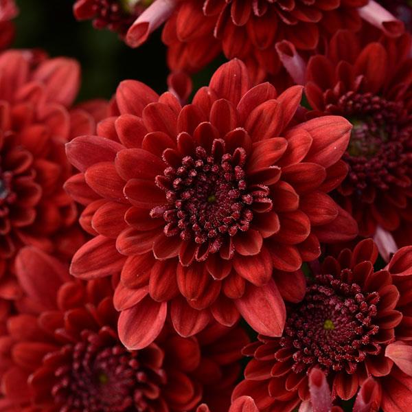 Majesty Red