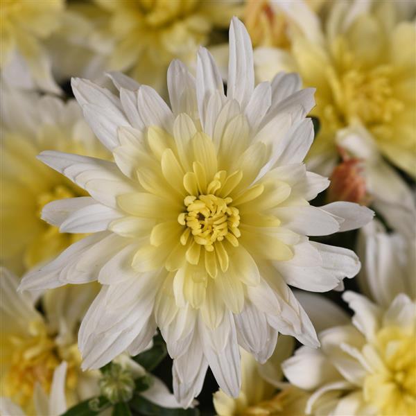 Astral White