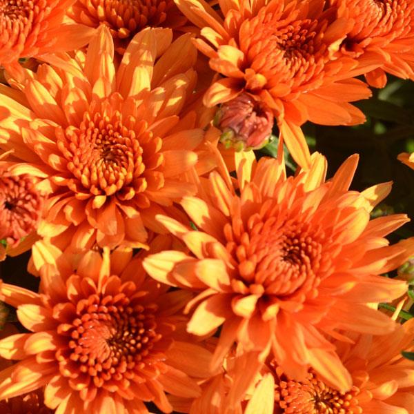 Perfectly Orange
