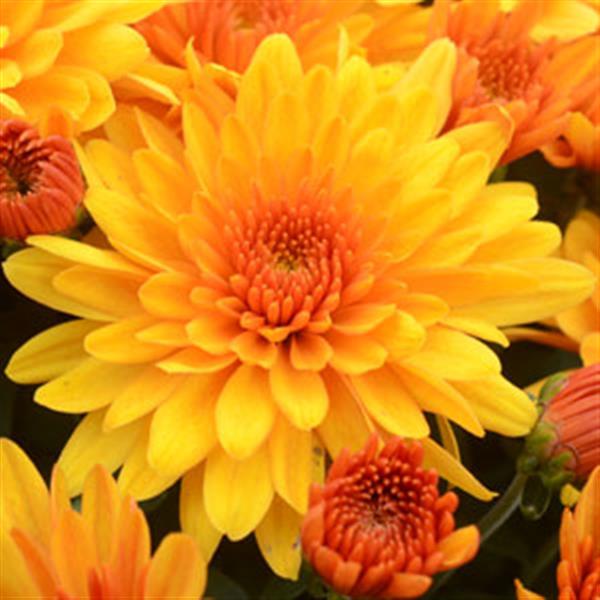 Fireglow Bronze