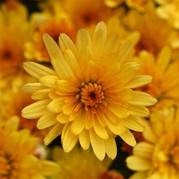 Cosmic Solar Yellow