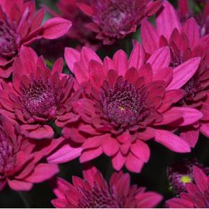 Majesty Purple