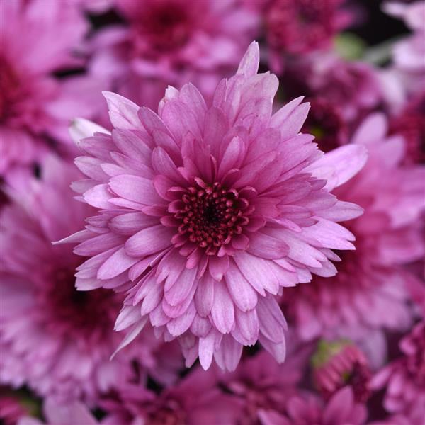 Carousel Pink
