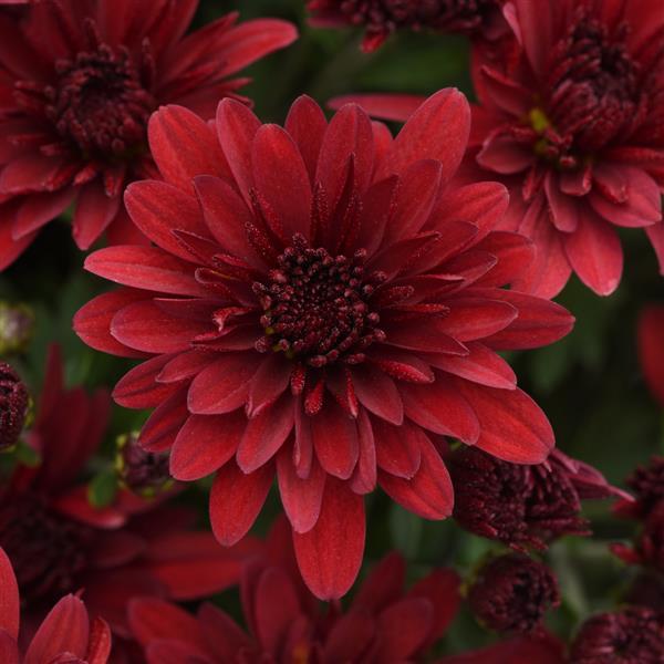 Roaring Red