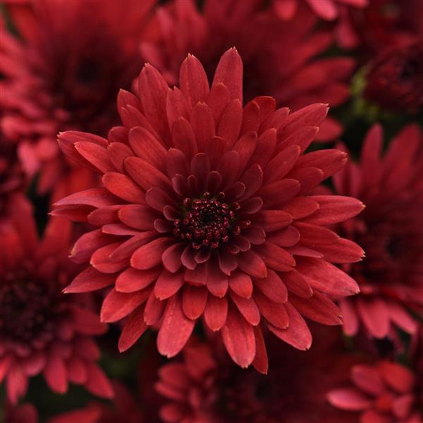 Cosmic Fireball Red