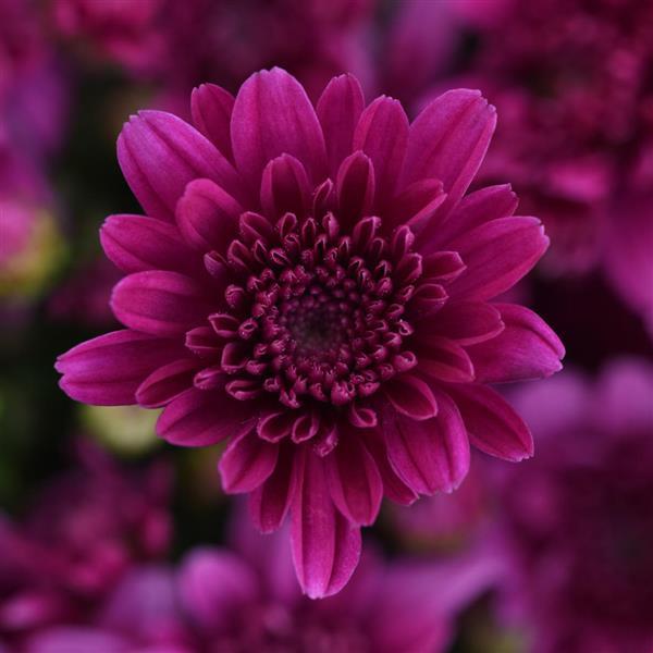 Milkshake Cherry Purple