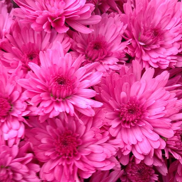 Jazzberry Pink