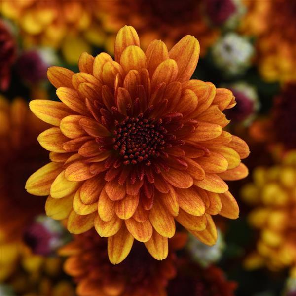 Orange Helios