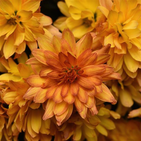 Kizzmet Golden Yellow