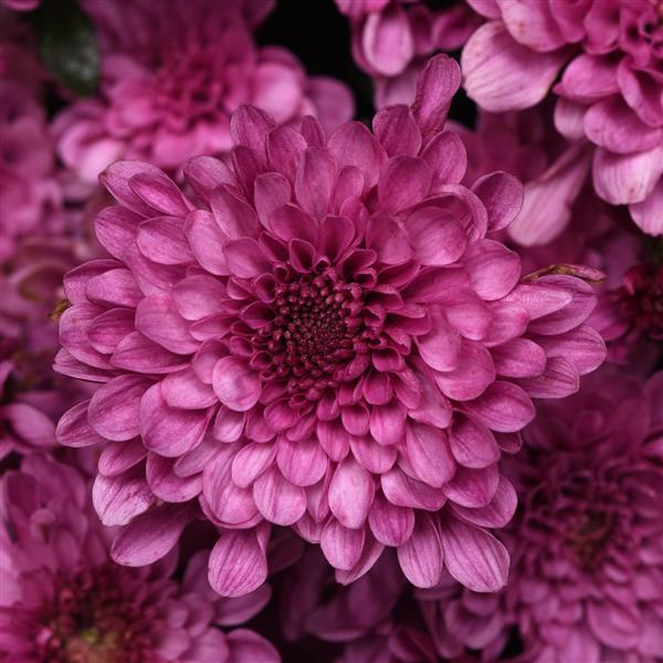 Skye Pink