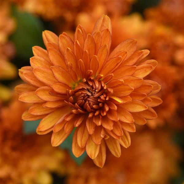 Petit Orange