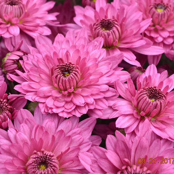 Temptation Pink