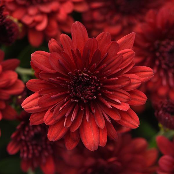 Maverick Red