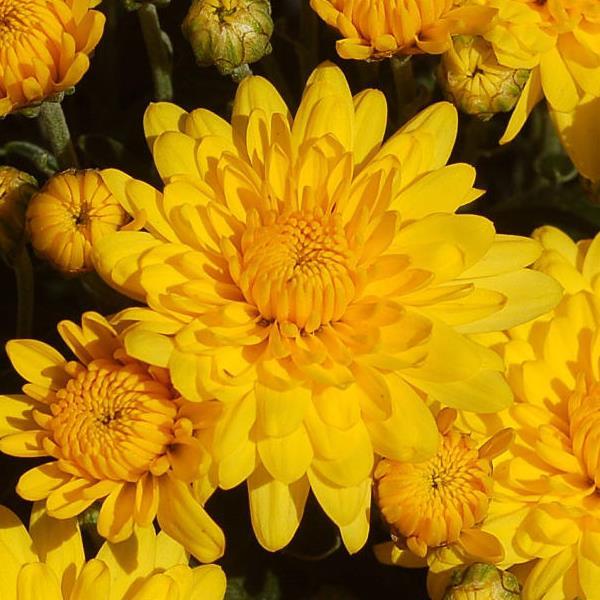 Sundance Yellow