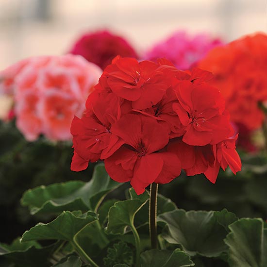 Ball FloraPlant