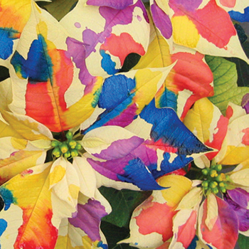 Fantasy Colors - products for glam Poinsettias