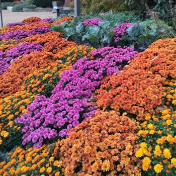 Garden Mums