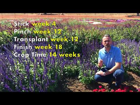 BFP TV: Mysty Salvia Culture Best Practices thumbnail