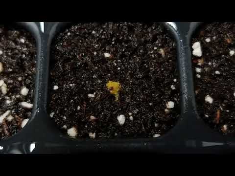 Part II: How To Properly Melt Pelleted Seed thumbnail