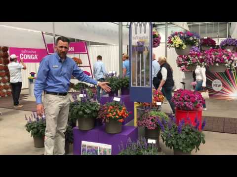Salvia Mysty and Salvia Mystic Improved from Ball FloraPlant thumbnail