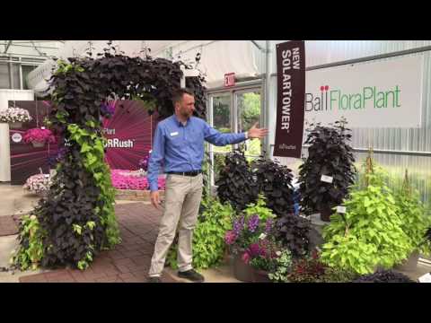 Ipomoea SolarTower from Ball FloraPlant thumbnail