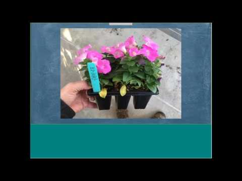 WEBINAR: Growing Petunias For Strong Retail Performance thumbnail