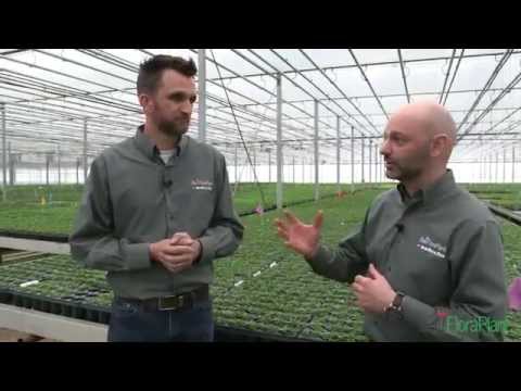 Grow A Better Liner: Video 3 Rooting Stages 1 and 2 thumbnail