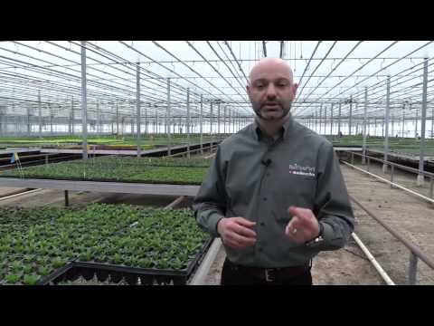 Grow A Better Liner: Video 4 Rooting Stages 3 and 4 thumbnail
