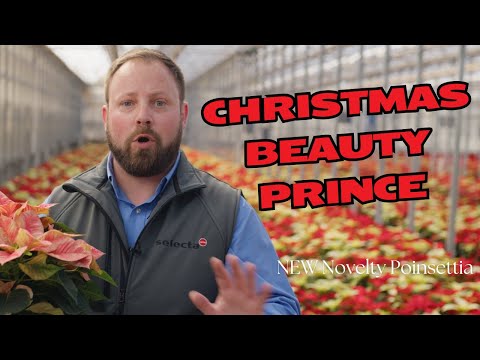 Christmas Beauty Prince Poinsettia is New from Selecta One thumbnail