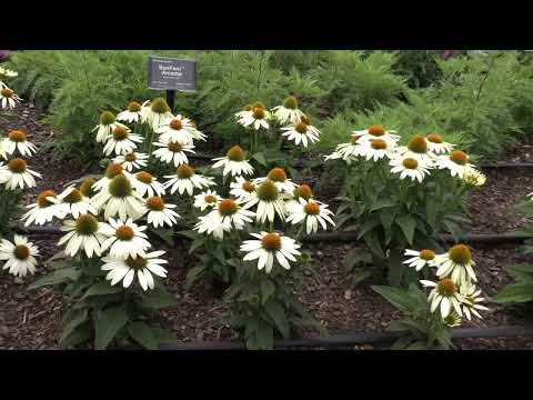 Darwin Perennials - Ball Seed Customer Days 2022 thumbnail
