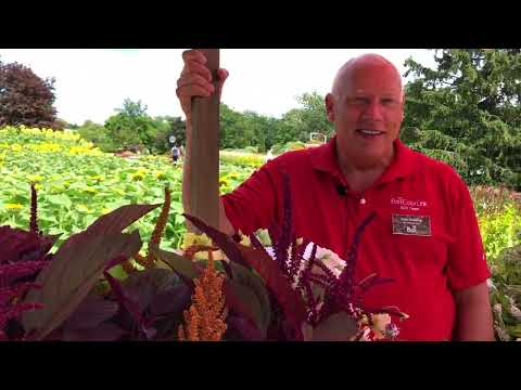 Grow These Top Perennial Cut Flowers thumbnail