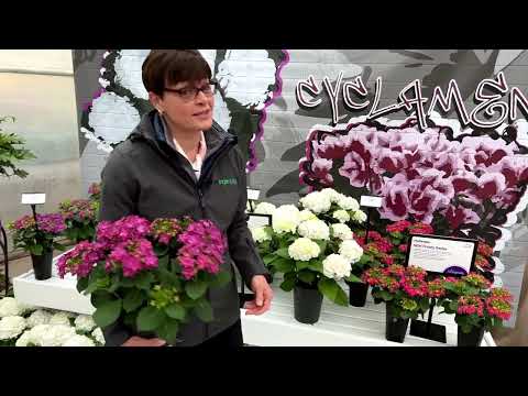 Hydrangeas for Indoor Decor thumbnail