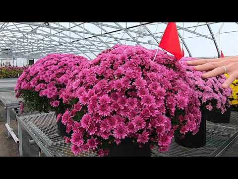 NEW Ball Mums for 2022 - Early Season thumbnail