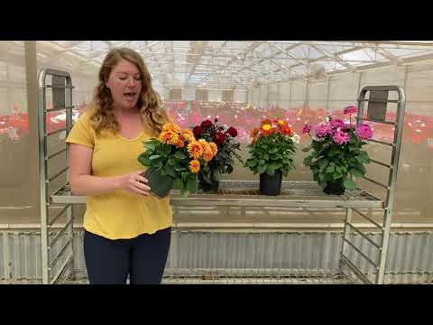 Selecta One Dahlia Lineup 2021 thumbnail