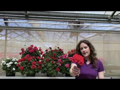 Zonal Geranium Galaxy series thumbnail