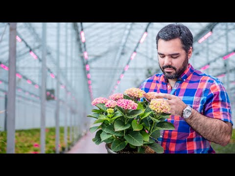 Philips LED Top Lighting - Van Belle Nursery thumbnail