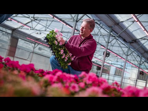 Philips LED Top Lighting - Kalamazoo Specialty Plants thumbnail