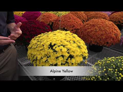 NEW Late-Season Garden Mums thumbnail