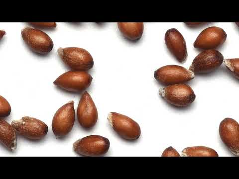 The Journey of Seed thumbnail