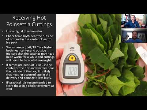 Handling Hot Poinsettia Cuttings thumbnail