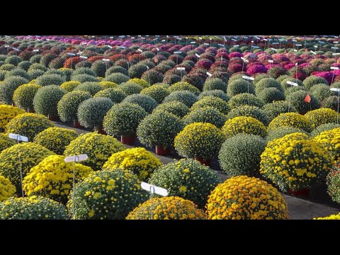 Ball Seed Garden Mum Kickoff thumbnail