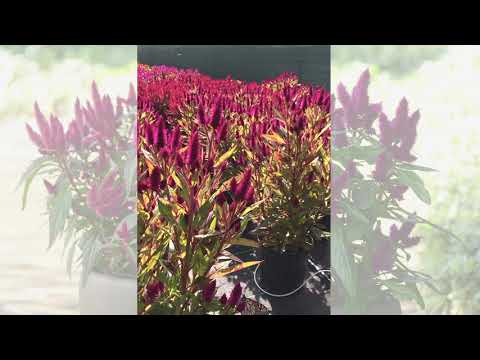 Monarch Butterflies Love Celosia Intenz thumbnail