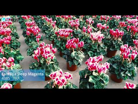 Morel Cyclamen - Production Trials Holland 2018 thumbnail