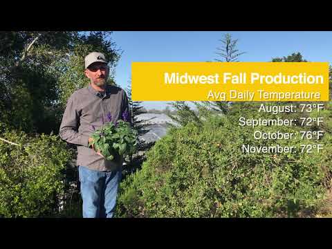 Tech Talk - Mysty Salvia for Fall Retail Sales thumbnail