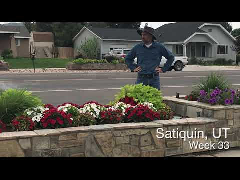 Trial Peeks - Spotlight and SolarPower Ipomoea thumbnail