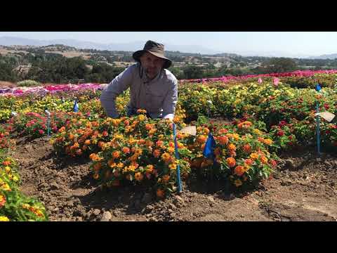 Trial Peeks - Little Lucky Lantana thumbnail